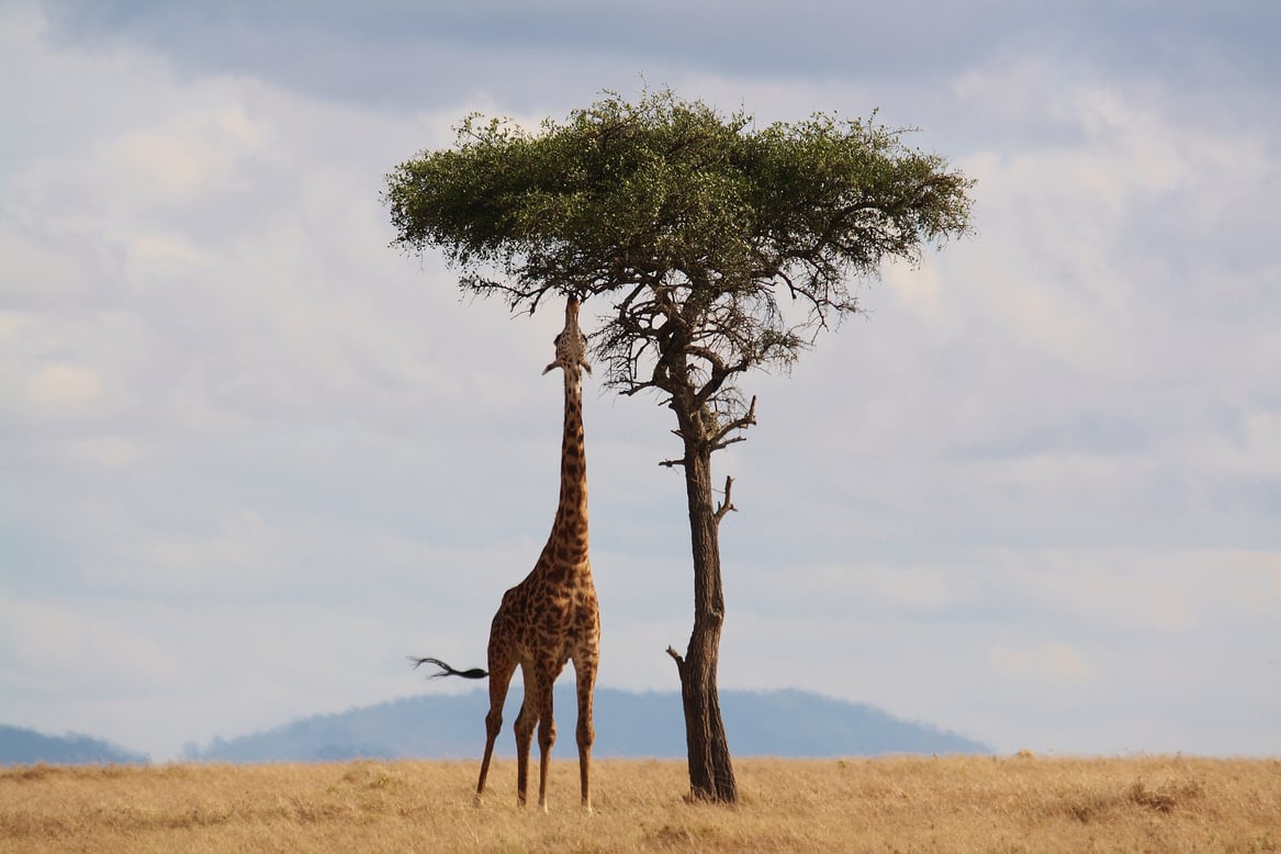 A Giraffe Eating