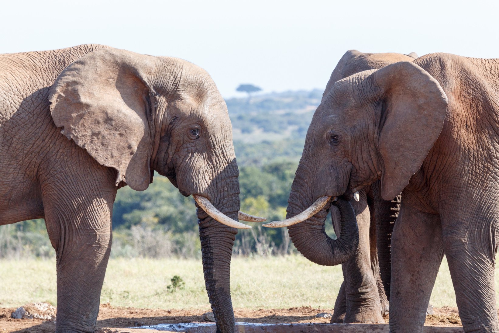 Staring At Each Other - African Bush Elephant